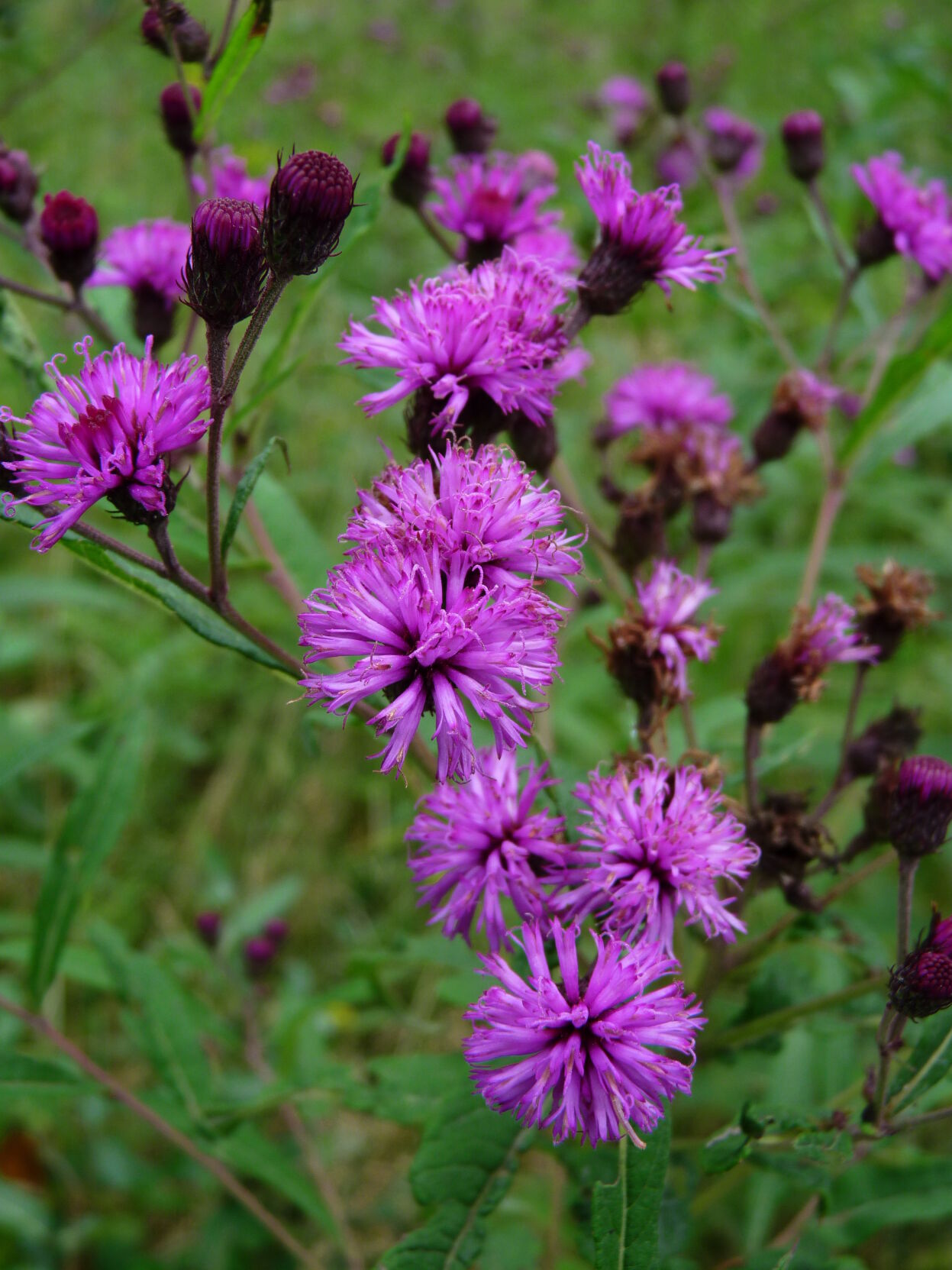 Native Plant_New York Ironweed credit Dendroica Cerulea.jpg